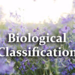 Biological Classification Questions and Answers