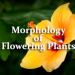 Morphology of Flowering Plants Questions and Answers