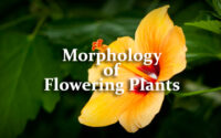 Morphology of Flowering Plants Questions and Answers
