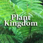 Plant Kingdom Questions and Answers