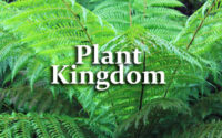 Plant Kingdom Questions and Answers