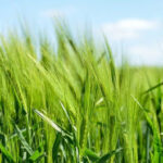Agriculture Quiz