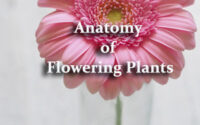 Anatomy of Flowering Plants Questions and Answers
