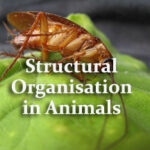 Structural Organisation in Animals