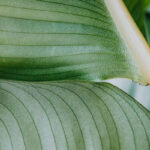 Transport in Plants Questions and Answers