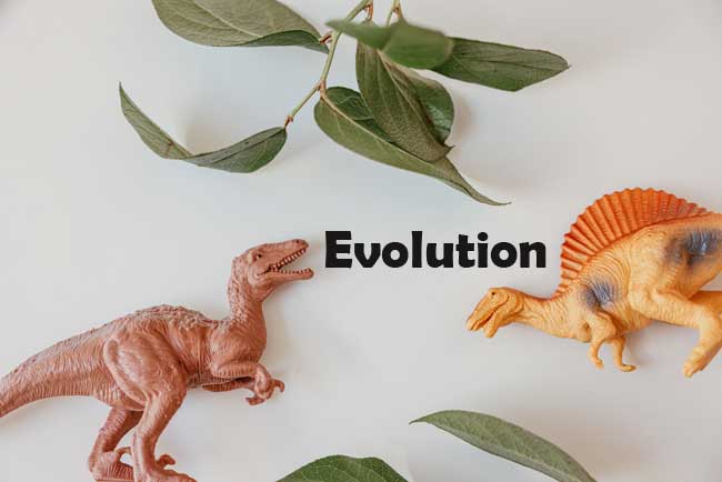 Evolution Questions and Answers