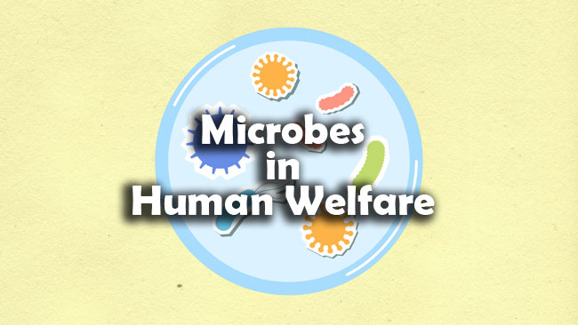Microbes in Human Welfare Questions and Answers