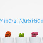 Mineral Nutrition Questions and Answers