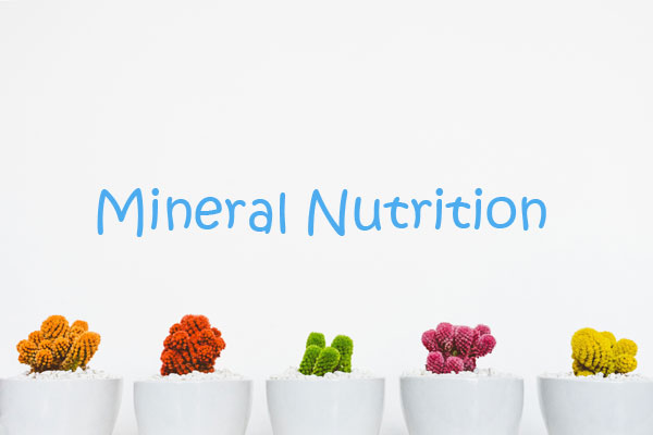 Mineral Nutrition Questions and Answers