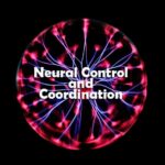 Neural Control and Coordination Questions and Answers