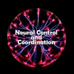 Neural Control and Coordination Questions and Answers