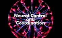 Neural Control and Coordination Questions and Answers
