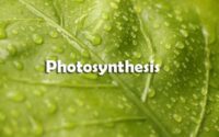 Photosynthesis Questions and Answers