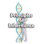 Principles of Inheritance Question