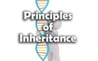Principles of Inheritance Question
