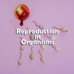 Reproduction in Organisms Questions and Answers