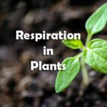 Respiration in Plants
