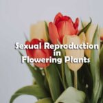 Sexual Reproduction in Flowering Plants