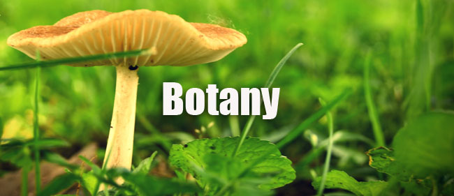 Botany Practice Question