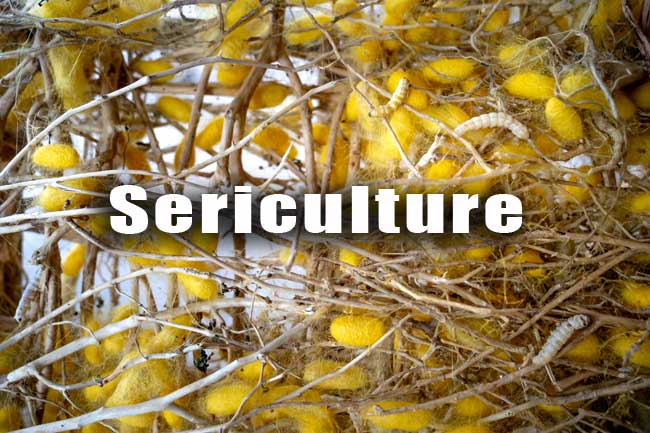Sericulture Objective Questions